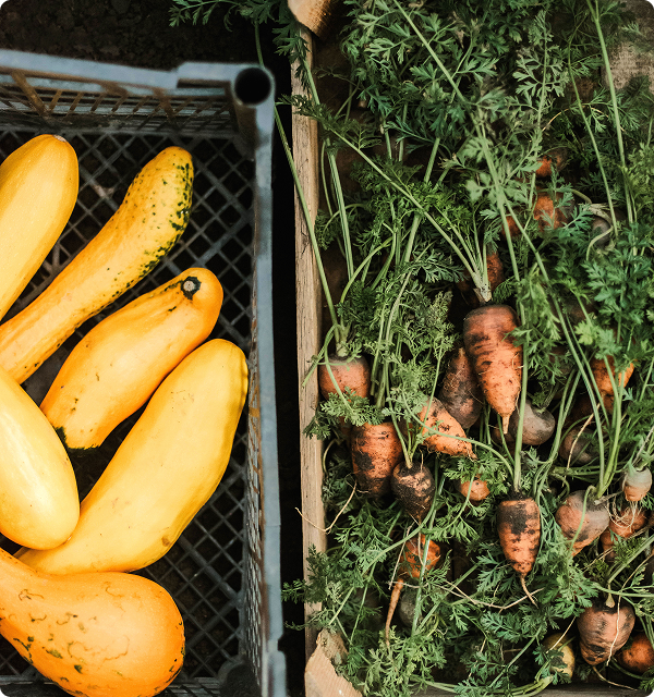 zucchini picture from above